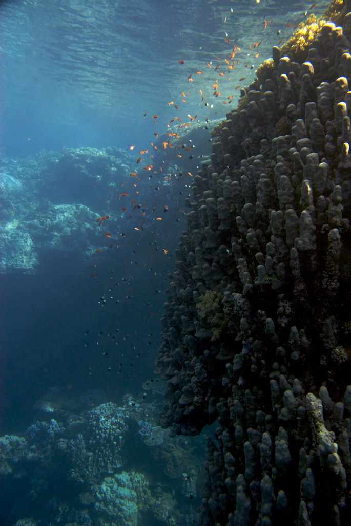 Porites solida